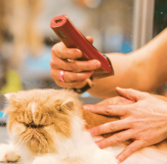 Cat getting trimmed